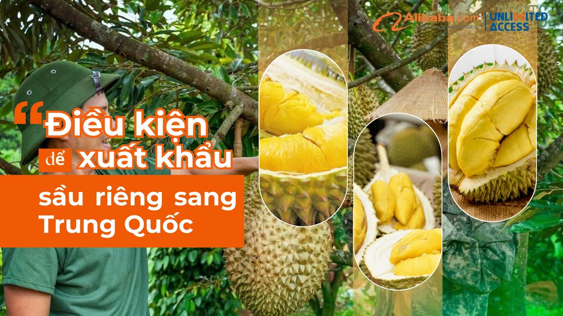 Điều kiện để được xuất khẩu sầu riêng sang Trung Quốc